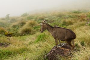 Nilgiri Thar @ Eravikulam National Park or Rajamalai