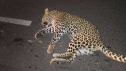 106 leopards died in two months in India